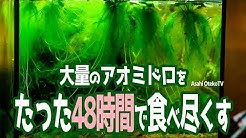アサヒのおてこtv Youtube