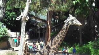 SURI EN EL ZOOLOGICO DE LOS ANGELES