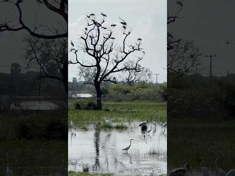 Migratory Birds Shorts Birds Birdwatching