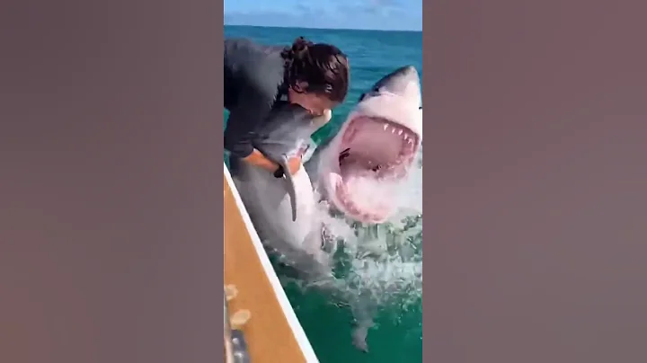 Woman Screams As She Pulls Dolphin Away From Attacking Great White Shark