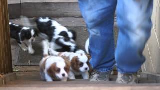 Pups outside 2 072513