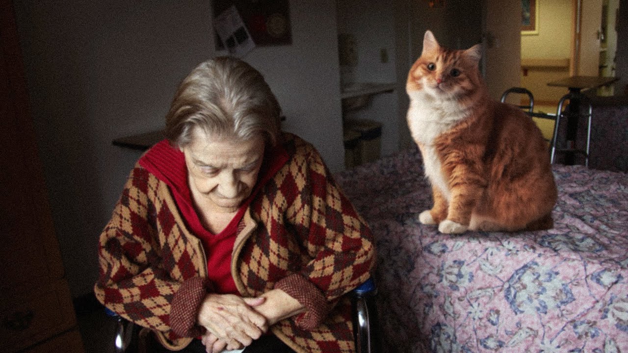 Сын принес безнадежно больной матери котенка в надежде на чудо. И ...