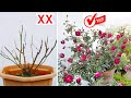 5 ULTIMATE Reasons Why Roses Not FLOWERING or GROWING!