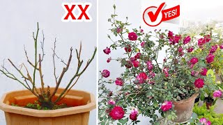 5 ULTIMATE Reasons Why Roses Not FLOWERING or GROWING!