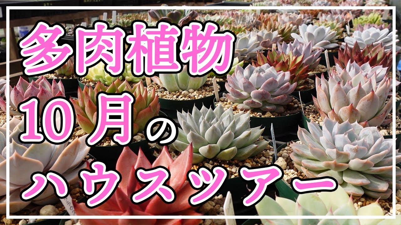 多肉植物 10月のハウスツアー 植え替えたばかりの多肉たちです Youtube