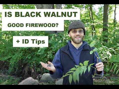 Video: But negru face lemn de foc bun?