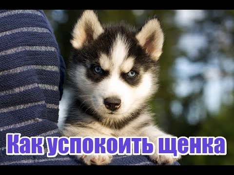 Видео: Как успокоить гиперактивного щенка