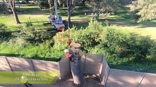 West Coast Arborists, Inc.- Removals