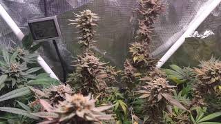 Flowering dark heart nurseries strawberry cheesecake and blueberry muffins under 315 CMH