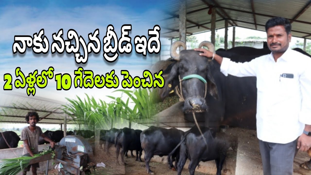Haryana buffaloes dairy farm/మంచి బ్రీడ్ ఉంటే లాభమే 