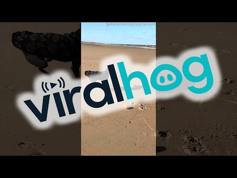 Greyhound Zoomies at the Beach || ViralHog