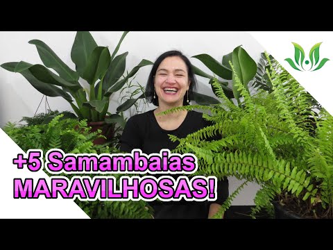 Vídeo: Samambaia de avestruz é a espécie mais bonita do gênero