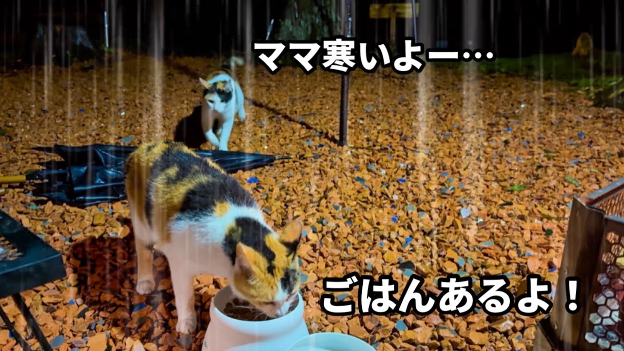 大雨の中ずぶ濡れで現れた猫の親子…焚き火で温めてキャンプを楽しみました