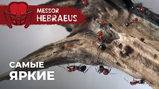 :        | Messor hebraeus