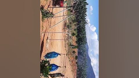 Ròng rọc thu hoạch chuối về xưởng rửa