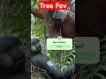 Вы Готовы #treefov