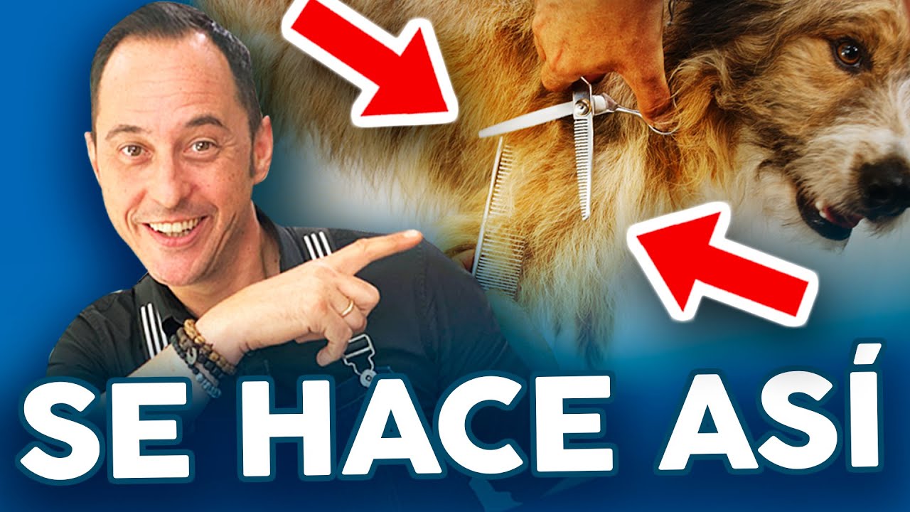 tijeras le puedo cortar el pelo a mi perro