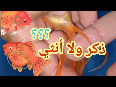 فيديو: كيفية تقليم حوافر الحصان: 13 خطوة (بالصور)