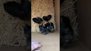 Cachorros Yorkshire Terrier 6 Semanas