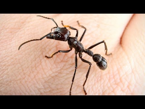 Пульки удивительная колония муравьев! МУРАВЕЙ ПУЛЯ против жуков, тараканов, гусениц и даже змеи!
