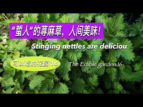 “蛰人”的荨麻草，人间美味 Stinging nettles are delicious 可以吃的花园 第16集 The Edible Garden 16