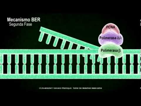 Vídeo: Mecanismo De Reconocimiento De Modificación De ADN Acoplado A La Transcripción