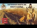 Охота с ягдтерьером на лису и зайца с камыша. Fox Hunt with Jagdterrier