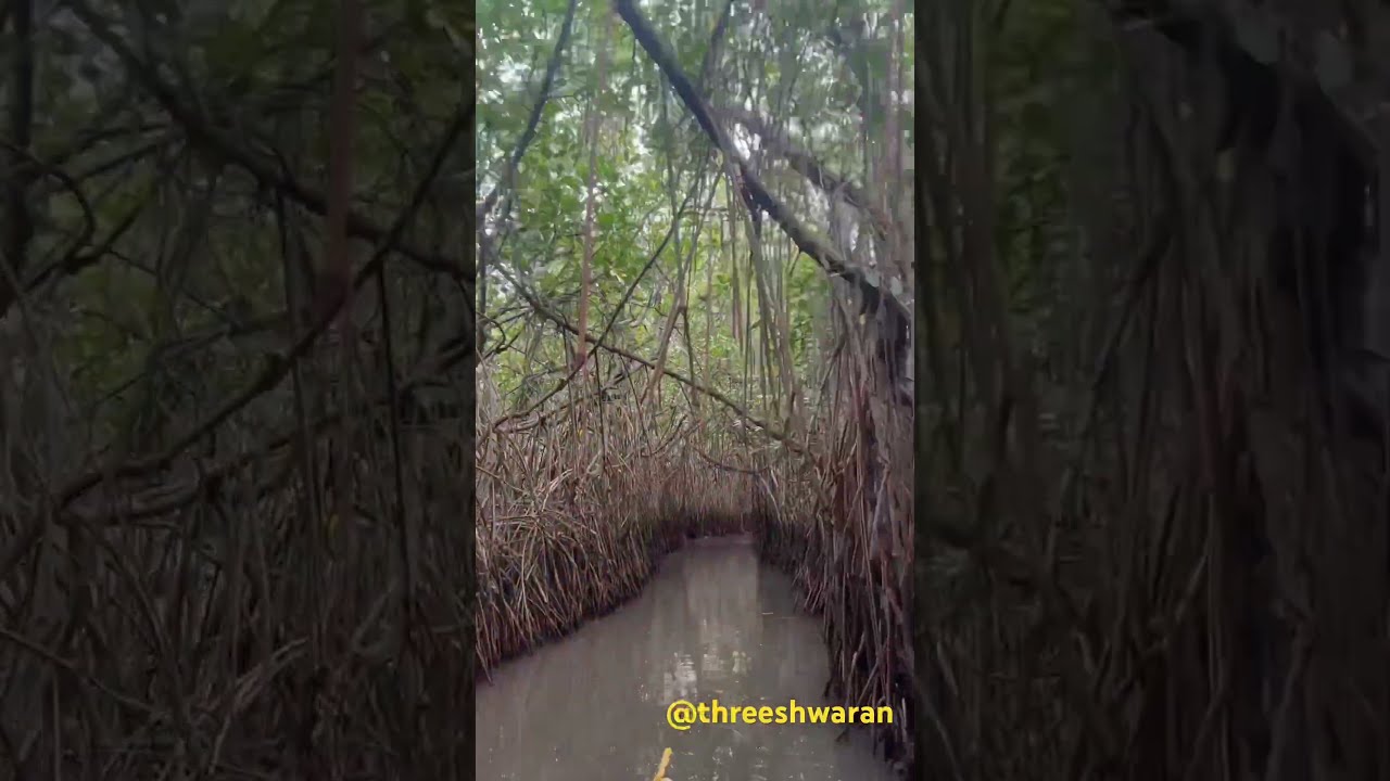 #pichavaram  Mangrove forest Cuddalore | Threesh #cuddalore