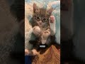 Pink vs Black Toe Beans Explained