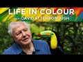 Life in colour with david attenborough  own it on digital download bluray  dvd