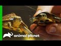 Critically Endangered Turtles Are Being Saved By Zoo Breeding Programs | The Zoo