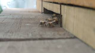 Where Did the Bees Go 🐝🌧️ | A Rainy Season Beehive Check