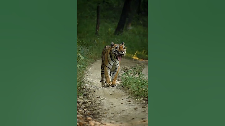 Tiger walk in forest #tiger