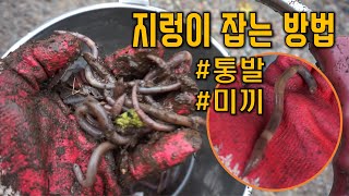 지렁이 잡는 방법, 지렁이 포인트, 통발 미끼, 말지렁이, 산지렁이, 지렁이 채집