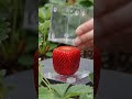 “Watch a Strawberry Grow from Small to Big – Full Process Explained!” #Strawberry#StrawberryGrowth