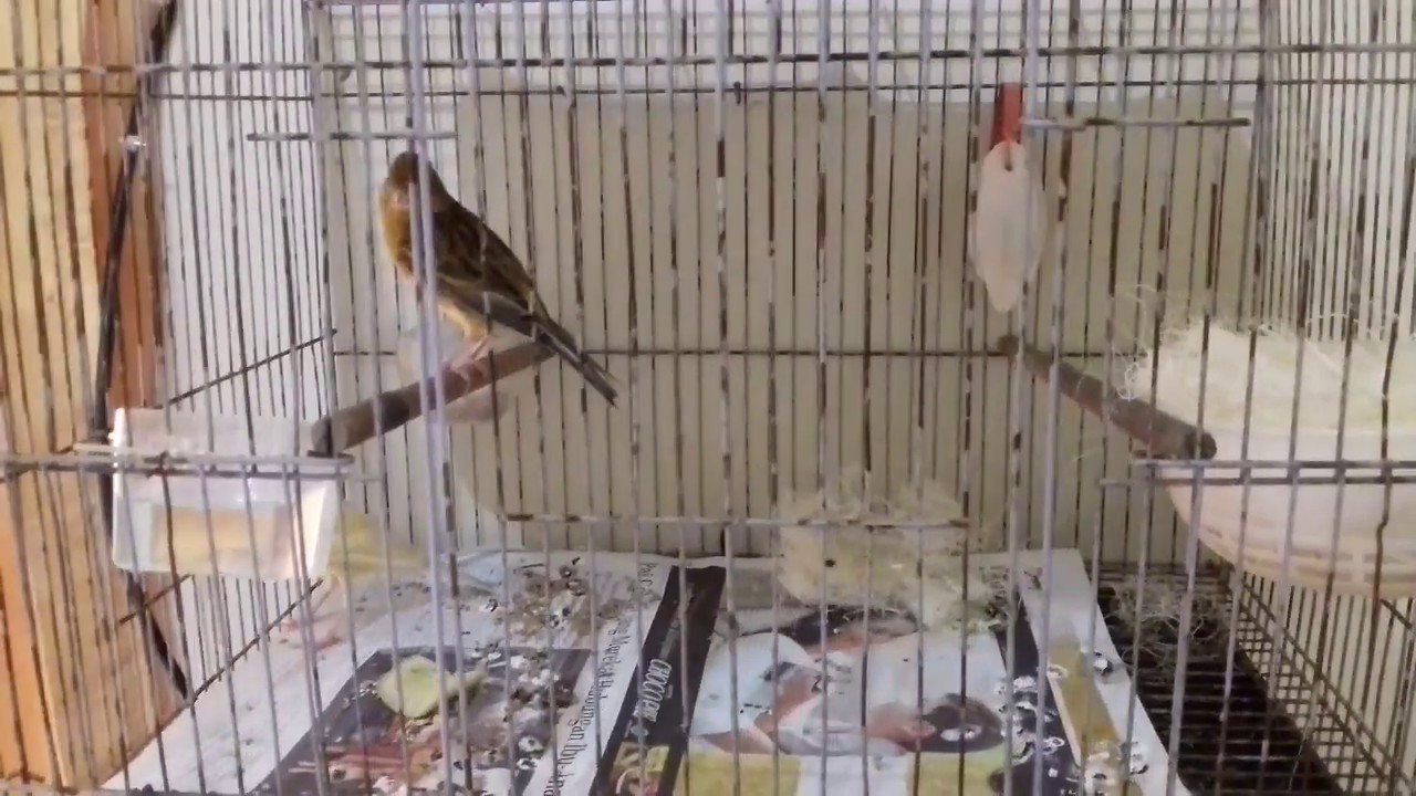 TERNAK KENARI PEMULA | PENJODOHAN INDUKAN 