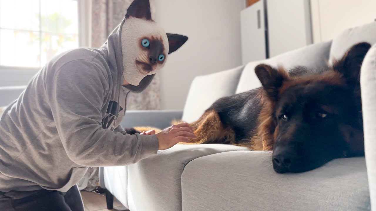 Funny German Shepherd Puppy Reacts to Cat Mask Prank!