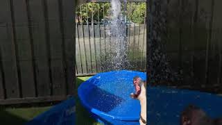 From Beauregard A679119 5 Y.o. Male Pit Bull Found Wearing Chain For Leash And Collar