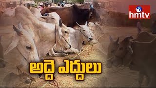 నిజామాబాద్ లో అద్దెకు ఎద్దులు | Oxen For Rent In Balkonda | Nizamabad | Telugu News | hmtv