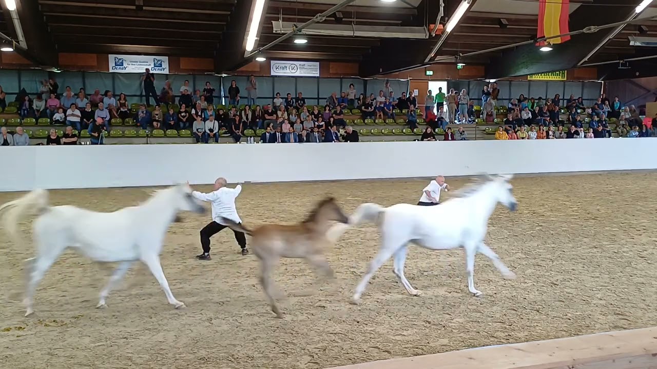 13 Louhan, Rou Quan, Tai  chi mit Pferden, 50 Jahrfeier Asil Araber im Landesgestüt Marbach 2024