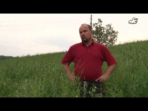 Video: Uzgoj Graška Na Otvorenom Polju, Poljoprivredna Tehnologija + Fotografija I Video