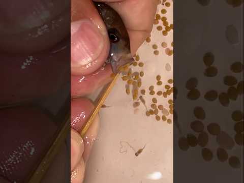 😮 Rare Fish Birth! Ice Blue Cichlid & Tiny Fry 🐟💙 #fish