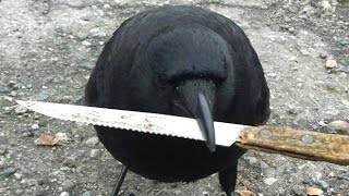 Knife-thieving crow tampers with crime scene screenshot 4