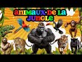 Les ANIMAUX DE LA JUNGLE Et Leurs CRIS LUDOKIDS