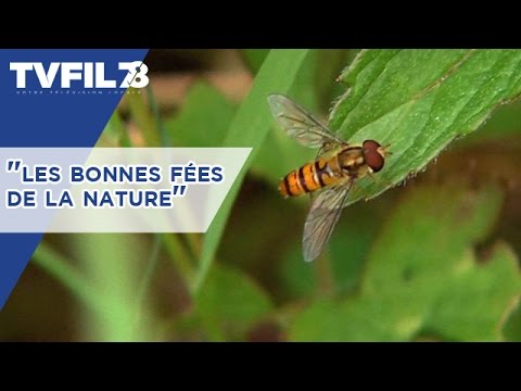 Environnement : “les bonnes fées de la nature”