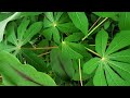 🌿 Planting a Raised Bed with Swamp Muck & Wood Ash