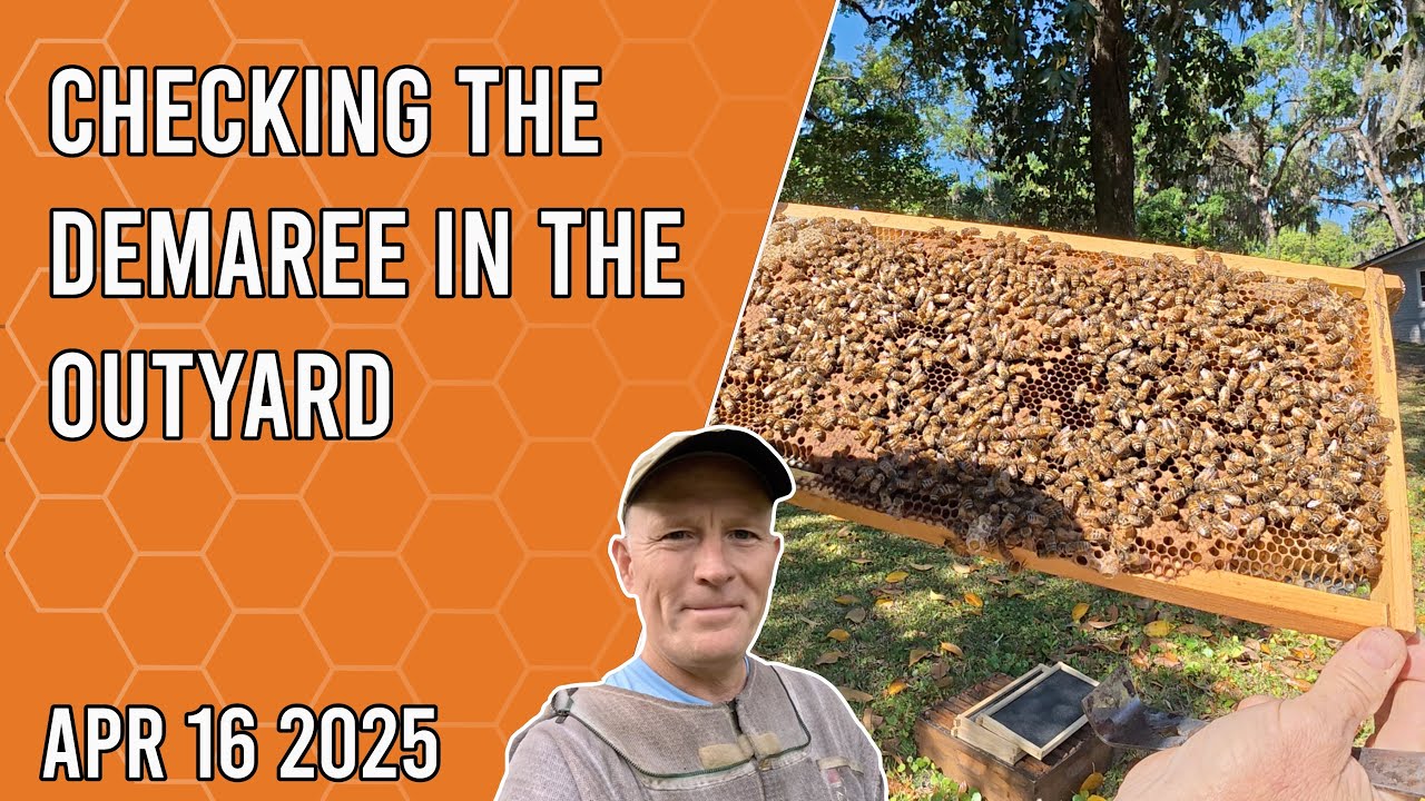 Demaree Check in the Outyard - Jacksonville FL Zone 9b