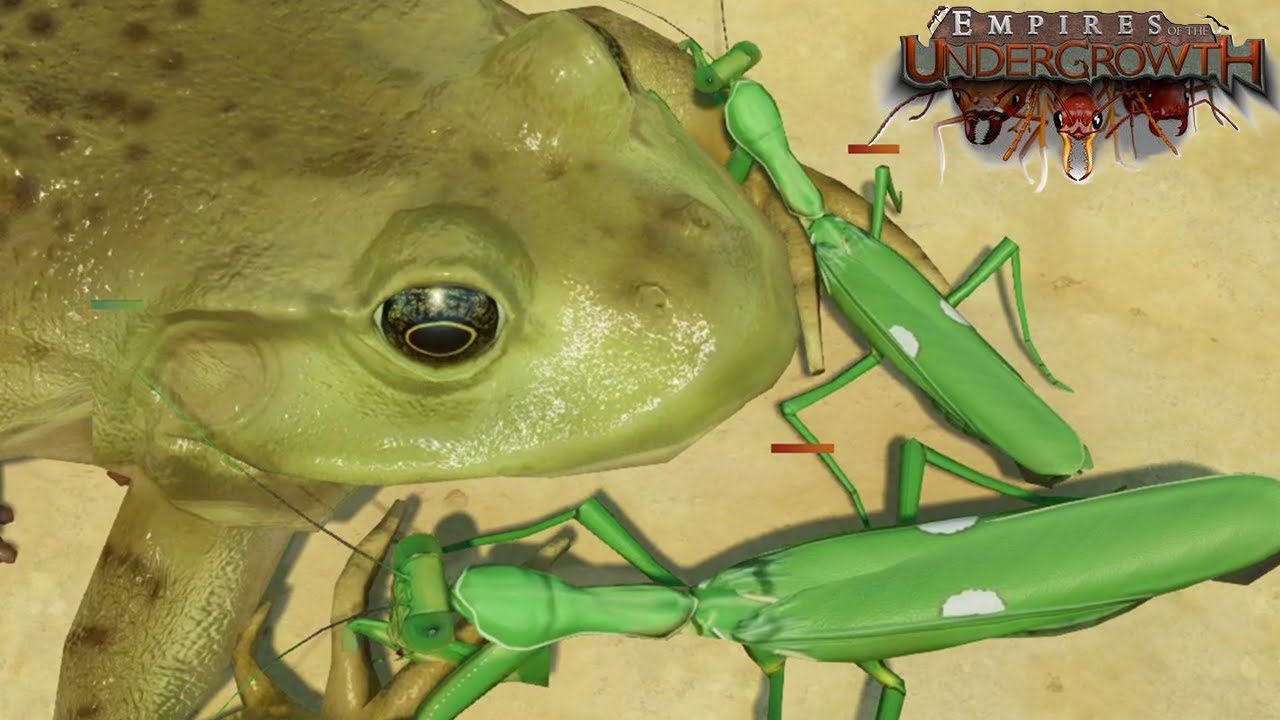 American Bullfrog vs a Few Praying Mantises - (Size isn't Everything) Empires of the Undergrowth