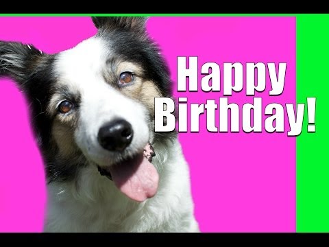 What to do on Your Dog's Birthday:)