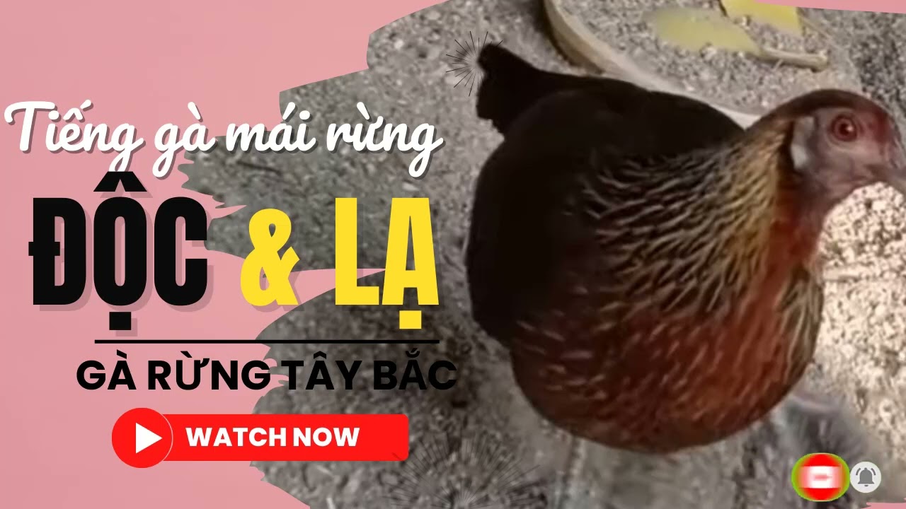 Tiếng gà mái rừng gọi trống chuẩn, độc, lạ || Gà Rừng Tây Bắc